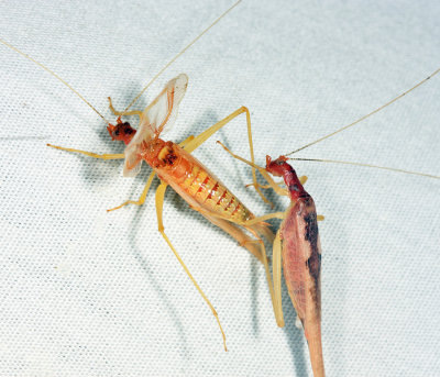 Two-spotted Tree Crickets - Neoxabea bipunctata (mate feeding)
