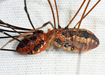 Leiobunum vittatum (mating pair)