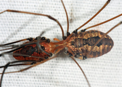 Leiobunum vittatum (mating pair)