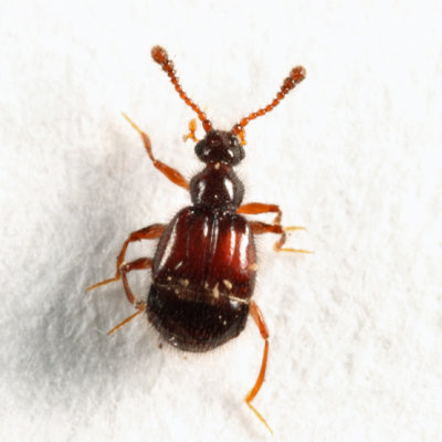 Decarthron laurenticum