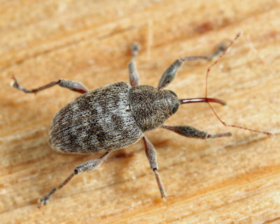 Curculio sulcatulus