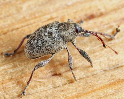 Curculio sulcatulus