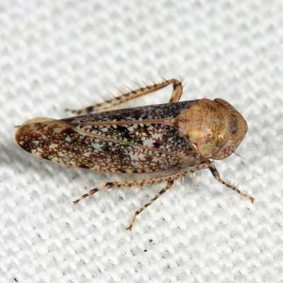 Paraphlepsius collitus