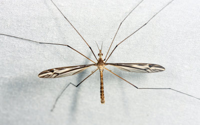 Tipula furca