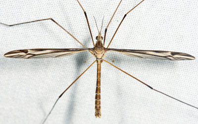 Tipula furca