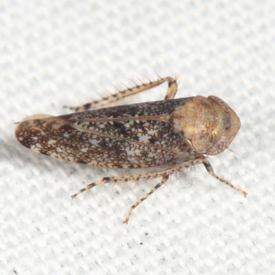 Paraphlepsius collitus