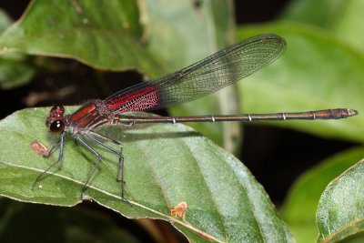 male American Rubyspot (Hetaerina americana)