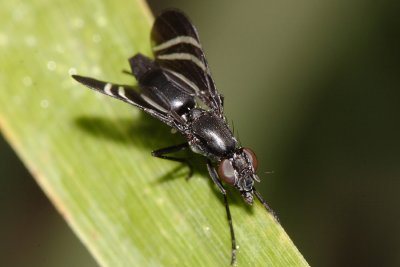 Tritoxa flexa  (Black Onion Fly)