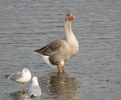 Greylag Goose - Anser anser (domestic)