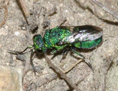 Chrysidinae - Elampini