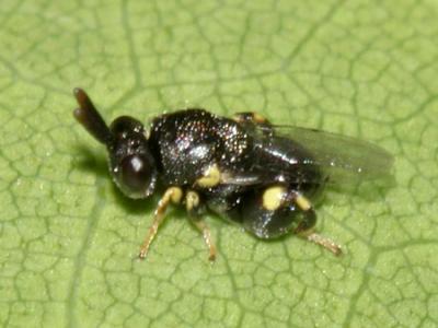 Brachymeria sp.