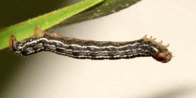 6258 - Fall Cankerworm Moth - Alsophila pometaria