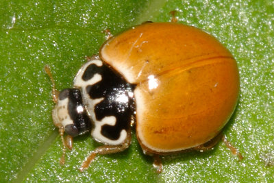 Lady Beetles - Genus Cycloneda