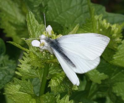 Cabbage White - Pieris rapae - male without any spots
