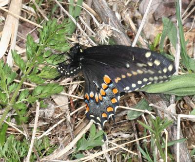 Black Swallowtail - Papilio polyxenes female laying eggs