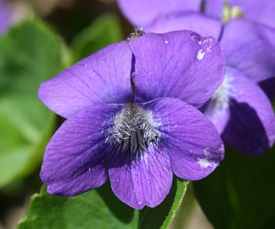 Common Blue Violet - Viola sororia