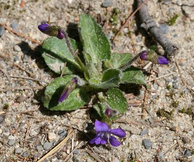 Ovate-leaved Violet - Viola fimbriatula