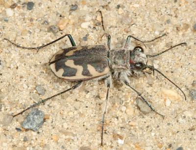 Big Sand Tiger Beetle - Cicindela formosa generosa