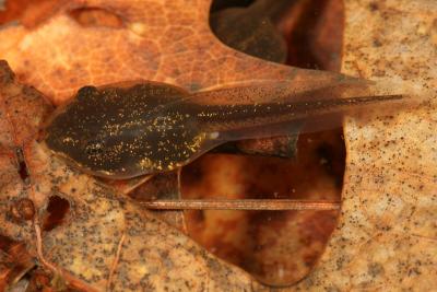 Wood Frog tadpole - Lithobates sylvaticus