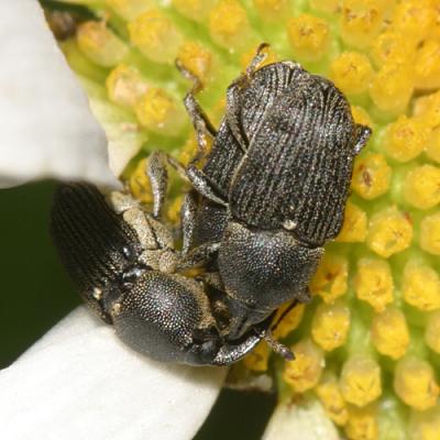 Odontocorynus umbellae