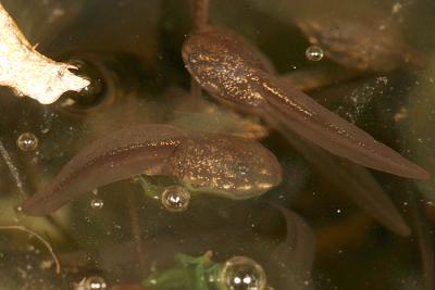 Wood Frog tadpoles - Lithobates sylvaticus