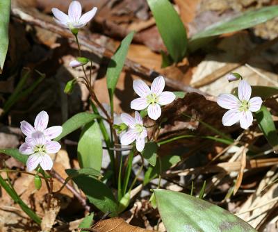 Carolina Spring-Beauty - Claytonia caroliniana