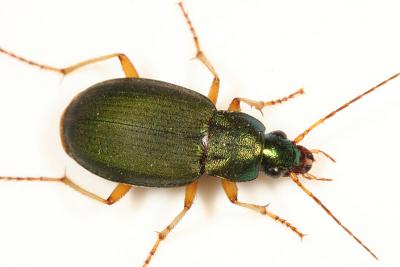 Chlaenius sericeus