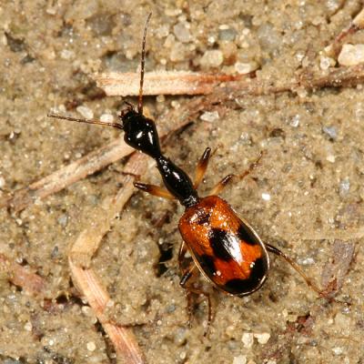 Odacanthini - Long-necked Ground Beetle - Colliuris pensylvanica