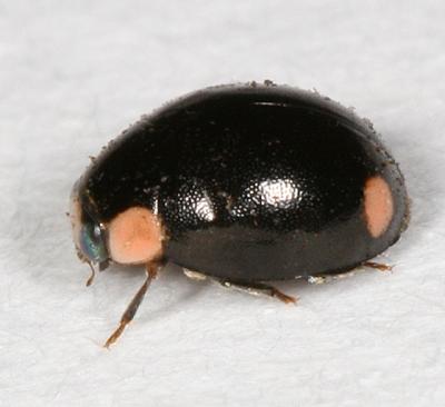 Lady Beetles - Genus Hyperaspis