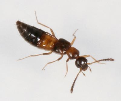 Meronera venustula