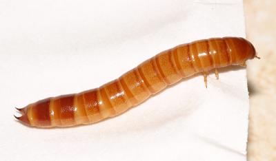 Centronopus calcaratus larva
