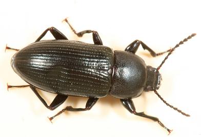 Centronopus calcaratus, fully formed adult