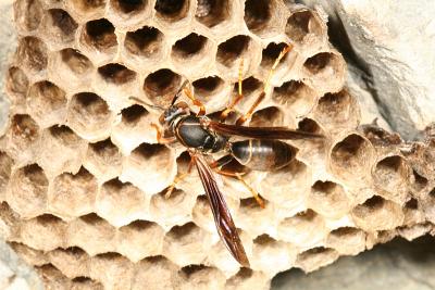  Northern Paper Wasp - Polistes fuscatus