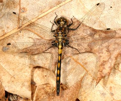 Hudsonian Whiteface - Leucorrhinia hudsonica (young male)