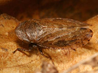 Leafhoppers genus Stroggylocephalus