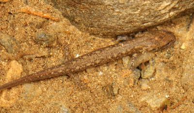 Northern Two-lined Salamander - Eurycea bislineata