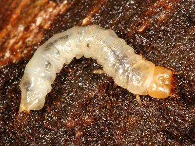 Synchroa punctata Larva