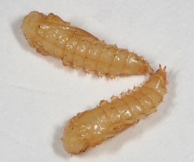 Synchroa punctata pupa