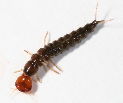 Rove Beetle (larva)