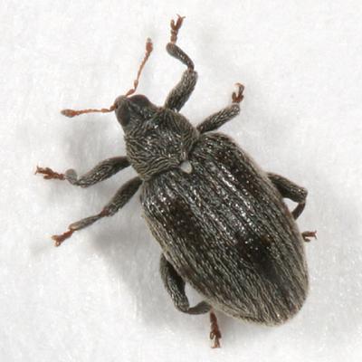 Alder Flea Weevil - Orchestes testaceus