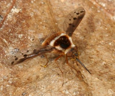Bombylius pygmaeus