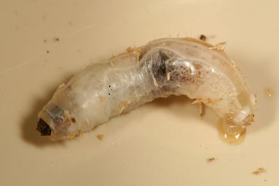 Ctenophora dorsalis larva