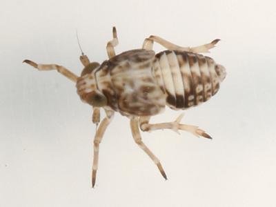 Muirodelphax arvensis (nymph)
