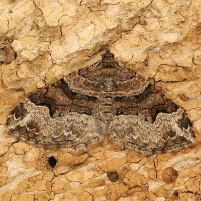 7390 -- Toothed Brown Carpet Moth -- Xanthorhoe lacustrata
