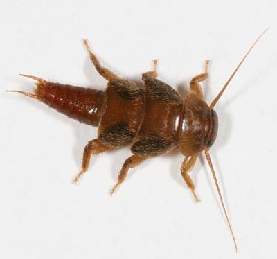 Roach-like Stoneflies - Peltoperlidae