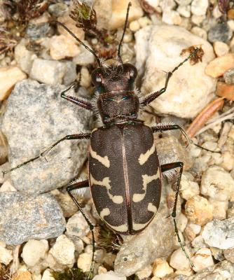 Cicindela tranquebarica