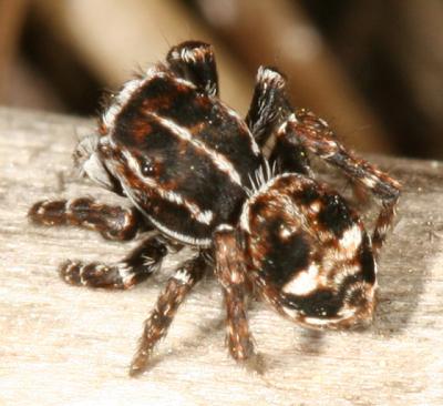 Jumping Spiders - Genus Attulus