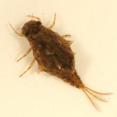 Baetisca laurentina