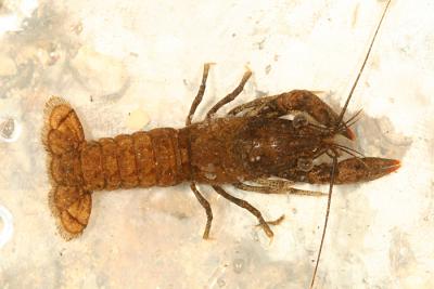 Crayfish - Orconectes sp.