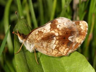 Pearl Crescent - Phyciodes tharos